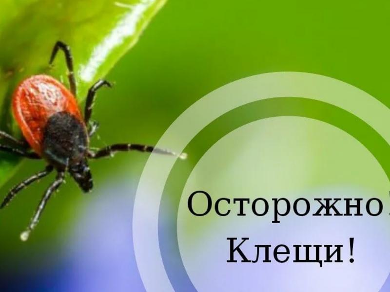исследование клеща на клещевые инфекции