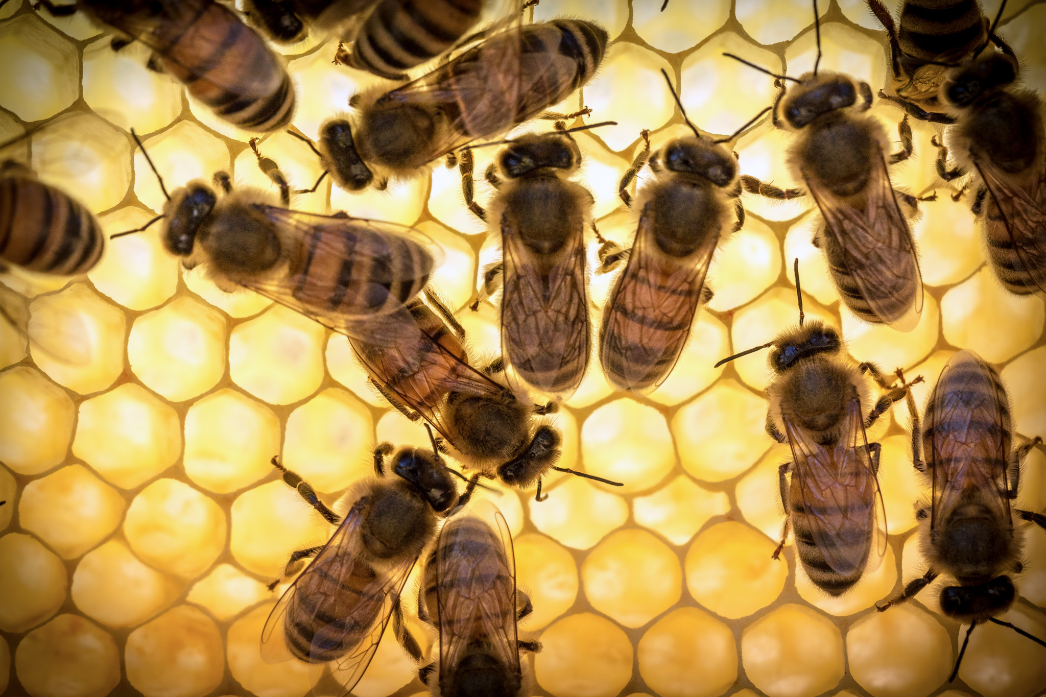 Bee royal želeja nav ieteicams lietot naktī, jo tās ietekmē palielina nervu aktivitāti un iespējamo bezmiegu