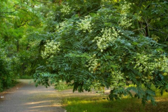 Sophora quhet mrekullia japoneze, një pemë nga njëqind sëmundje