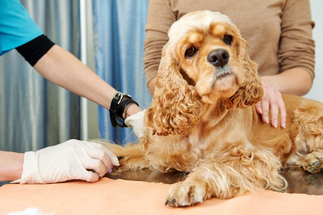 Найчастіше для лікування і запобігання алергічної реакції достатньо дотримуватися рекомендацій ветеринара щодо профілактики даного захворювання