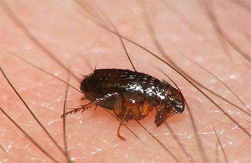 Блоха - це комаха, яке може паразитувати практично на будь-якому теплокровних