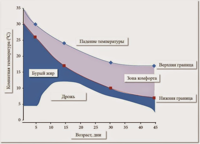 Перш за все буру жирову тканину знайшли у тварин