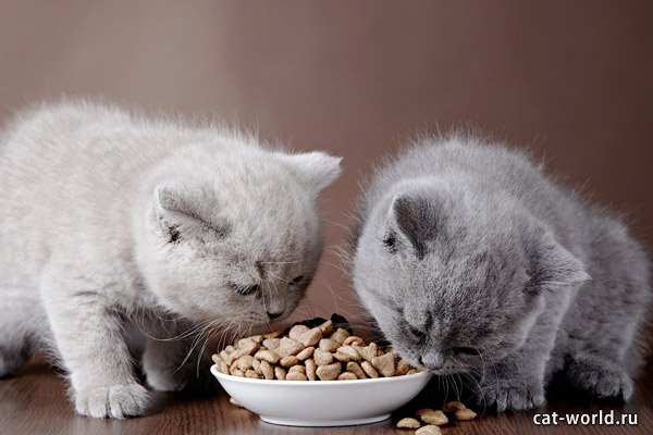 Якщо вам пощастило обзавестися чарівним британським кошеням, але ви не знаєте, як слід правильно годувати цього малюка, використовувати натуральний або сухий корм, яку користь для кішок несуть ті чи інші продукти харчування, то ця стаття для вас