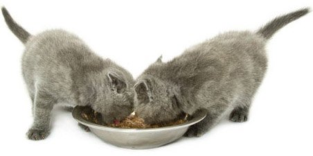 Почнемо з того, що раціон кішкам необхідно підбирати більш ретельно, ніж собакам
