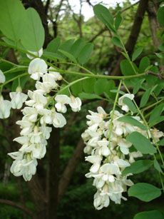 Настій квіток акації має жарознижуючу, протизапальну, відхаркувальну дію