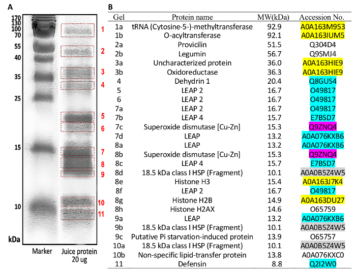 Малюнок 6: (A) роз'єднання SDS-PAGE нуту сік білка;  (B) потенціал ідентифікації білків за групи