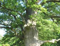 Астрологія каже, що у кожного є своє дерево - покровитель