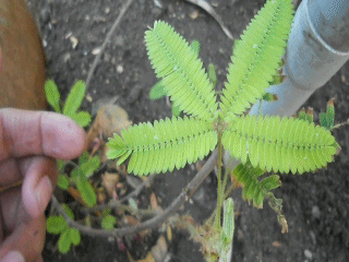 У звичайному житті ця рослина, як показано нижче, складає листя при дотику (звідси і його назва)