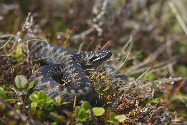 Гадюка звичайна (Vipera berus) - отруйна змія, зустріч з якою може відбутися не тільки в лісі або на полі, але навіть на власній ділянці або на ганку будинку