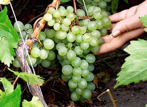 Багато мускатні сорти винограду мають   фітонцидні властивості   , Що пригнічують ріст гнильної кишкової флори і знищують кишкову паличку, а сорт Мускат Олександрійський використовується для лікування запалень горла