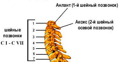 Шийні хребці і міжхребетні диски відчувають менше навантаження, ніж їх побратими в інших відділах хребта, тому у хребців невелике тіло, а у дисків невелика товщина, які поступово збільшуються до основи шиї