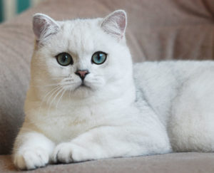 Якщо кішка забарвлена ​​більш інтенсивно, то її відносять до породи срібляста-затушована