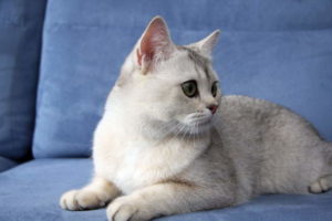 Незважаючи на відмінності в забарвленні, британська шиншила кішка в незалежності від кольору шерсті, має своєрідну будову тіла