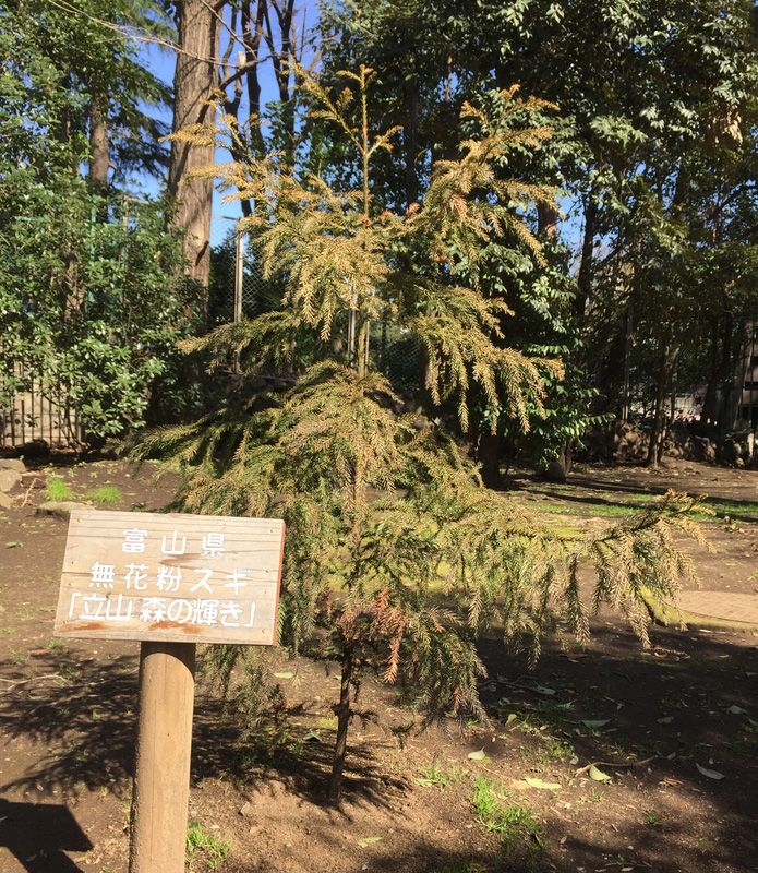 Молоде дерево виду Татеяма Морі але Кагаякі в парку Хібія в Токіо