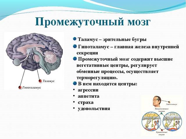 Мета останніх полягає в зв'язуванні утворень з поверхнею мозку і його ядрами