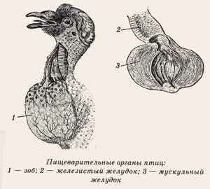 У деяких видів пернатих, наприклад у голубів або куріпок, їжа, перш ніж потрапити в шлунок накопичується в зобі - об'ємистому і еластичному розширенні стравоходу