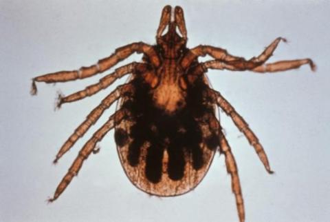 Вушні до лящ і - це мікроскопічні павукоподібні, що живуть на шкірі або в вушних каналах