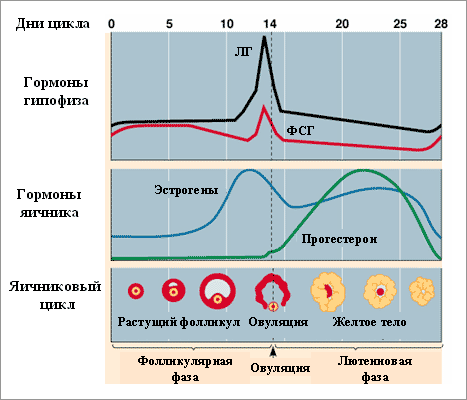 В результаті циклічних гормональних процесів кожен місяць в яєчниках відбувається дозрівання одного (рідко двох або трьох-чотирьох) фолікула, в якому знаходиться яйцеклітина