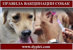 Правила вакцинації собак повинен знати кожен власник собаки, оскільки це дуже важливий захід, який слід проводити щорічно