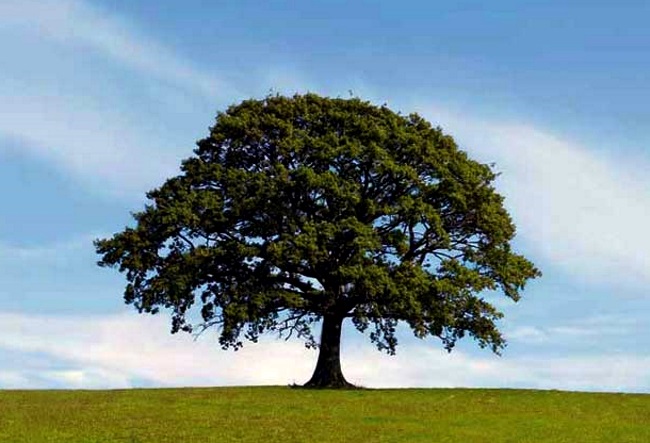 Дерева можуть жити дуже довго