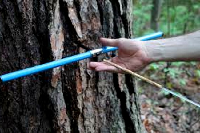 Визначення віку дерева з використанням лісового бура Пресслер