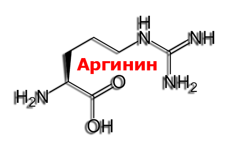 Аргінін - це амінокислота, яка здатна синтезуватися під впливом певних сприятливих факторів