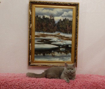 → Британські кішки → Кошенята на продаж   Герда, лілова дочка від Принца, народилася 24 лютого, сподобалася всім хто її бачив   Більше фотографій