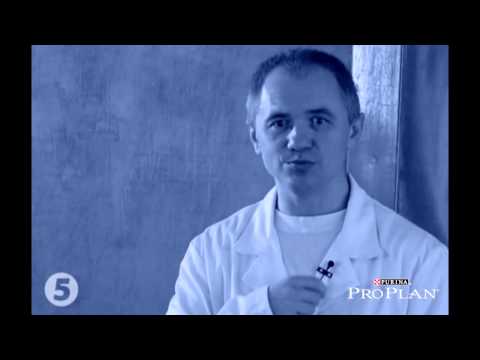 Необхідно пам'ятати, що споживання жирної їжі - це ризик ожиріння