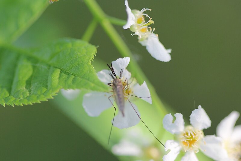 Як комар п'є нектар з квітки, ви можете побачити на фотографіях нижче