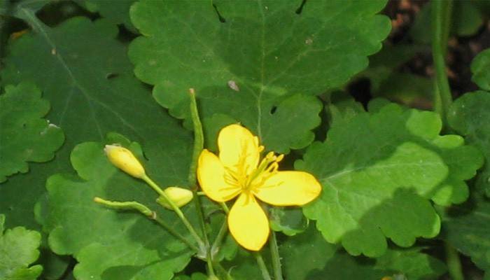 Лікування раку чистотілом