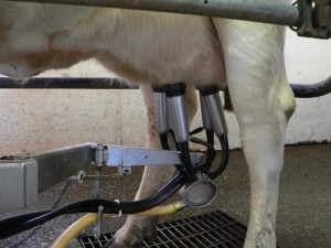 Доїльний апарат б / у для корів має склянки більшого розміру
