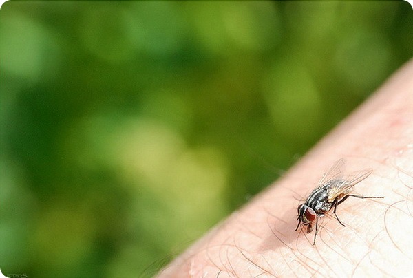 Через три дні на світ з'являється доросла комаха, тривалість життя якого становить від двох тижнів до двох місяців