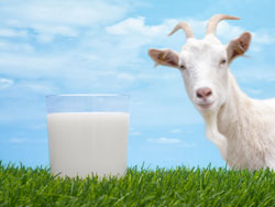Сьогодні багато говорять про користь і шкоду козячого молока, більше схиляючись до того, що це все-таки дуже корисний і цінний продукт