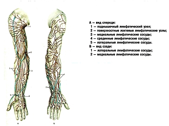Ліктьові лімфатичні вузли розташовані всередині западини двоголового м'яза, близько суглоба ліктя