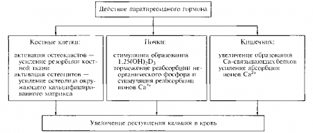 Швидка зміна вмісту кальцію в крові обумовлено впливом гормону на кісткову тканину і в меншій мірі - на екскрецію кальцію ниркою