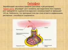 слайд №3   гіпофіз   Виробляє кілька гормонів (ростові і регуляторні)