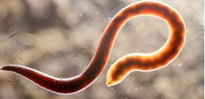 Багато читачів будуть здивовані, але паразити можуть жити в самих різних тканинах і частинах організму