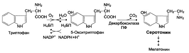 Серотонін виходить при ферментативному окисленні і декарбоксилировании амінокислоти триптофану