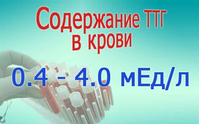 Щитовидка знаходиться в тісному зв'язку з гіпофізом (його передньою долею), що виділяють тиреотропний гормон (ТТГ, тиреотропин) і керуючим її роботою
