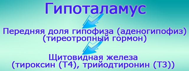 Схематично її можна зобразити так: