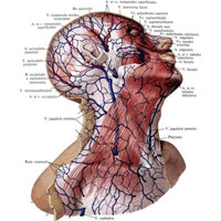 Основним венозним колектором, куди збирається венозна кров від голови і шиї, є внутрішня яремна вена, v