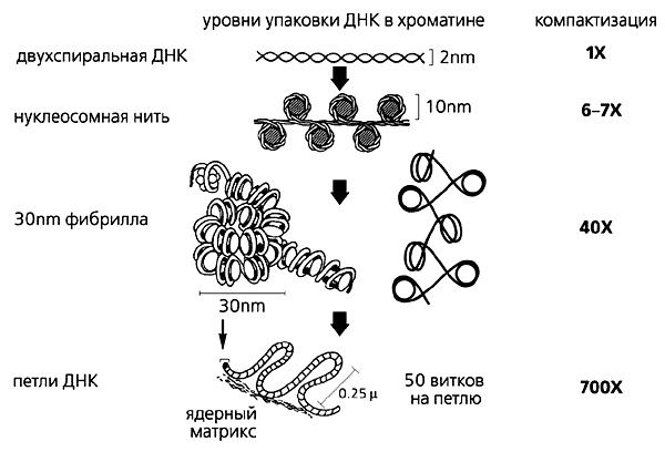Існують і такі рівні компактизації ДНК, інформація про яких в даний час дуже мізерна і суперечлива