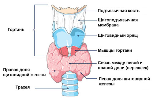 ендокринолог