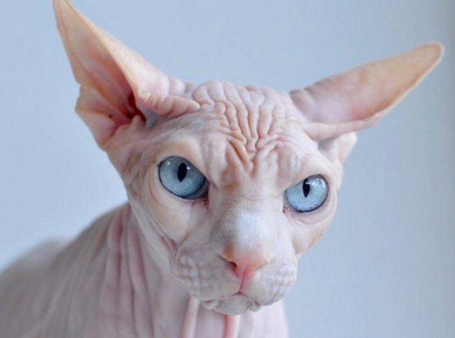 До решти можуть ставитися байдуже