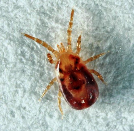 Голуб - птах, близько сусідить з людиною, визнана їм символом світу, асоціюється з дружелюбністю і любов'ю