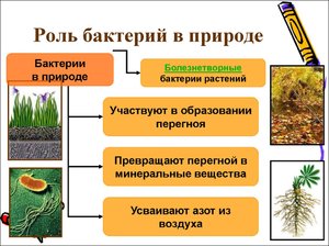 Земна куля населений безліччю організмів