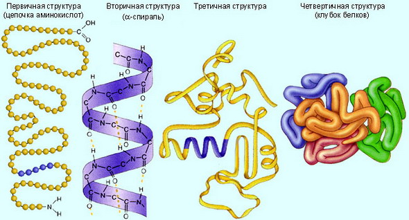 Нарешті, багато білків з особливо складною будовою складаються з декількох поліпептидних ланцюгів - спосіб їх упаковки називається четвертинної структурою
