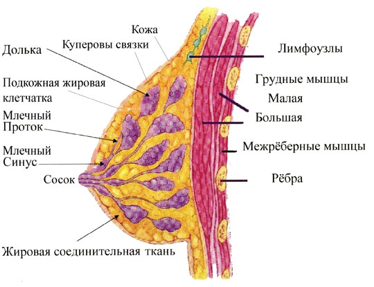 Вага залози у дівчат коливається в межах 150-200 г, в період лактації 300-900 м У більшості молодих здорових жінок вона є пружною і має форму півкулі