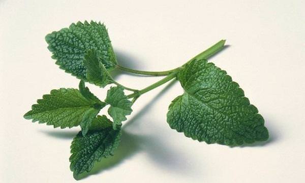 Мелісса -   лікарська рослина   , Яке полюбилося всім не тільки через   корисних властивостей   , Але завдяки привабливому аромату, насиченого незвичайного смаку