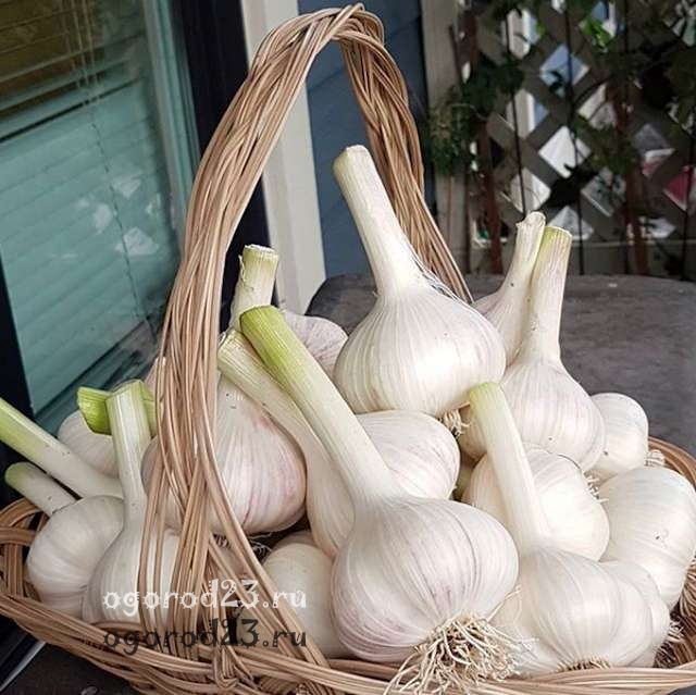 Часник, фото: